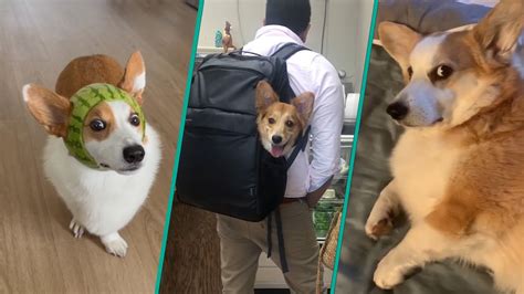The Best Corgi Compilation On The Internet 2023 .